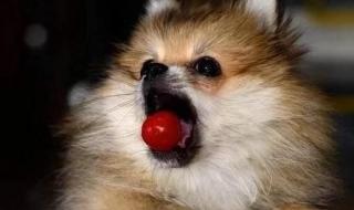 狗能吃西红柿吗狗狗爱吃酸甜的西红柿 狗能吃小番茄吗